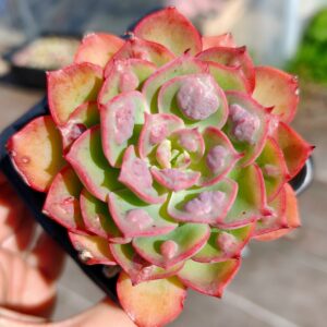 Echeveria Rain Drops hybrid