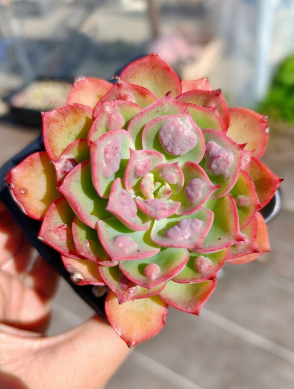 Echeveria Rain Drops hybrid