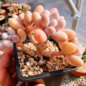Pachyphytum Pink Lover cluster S