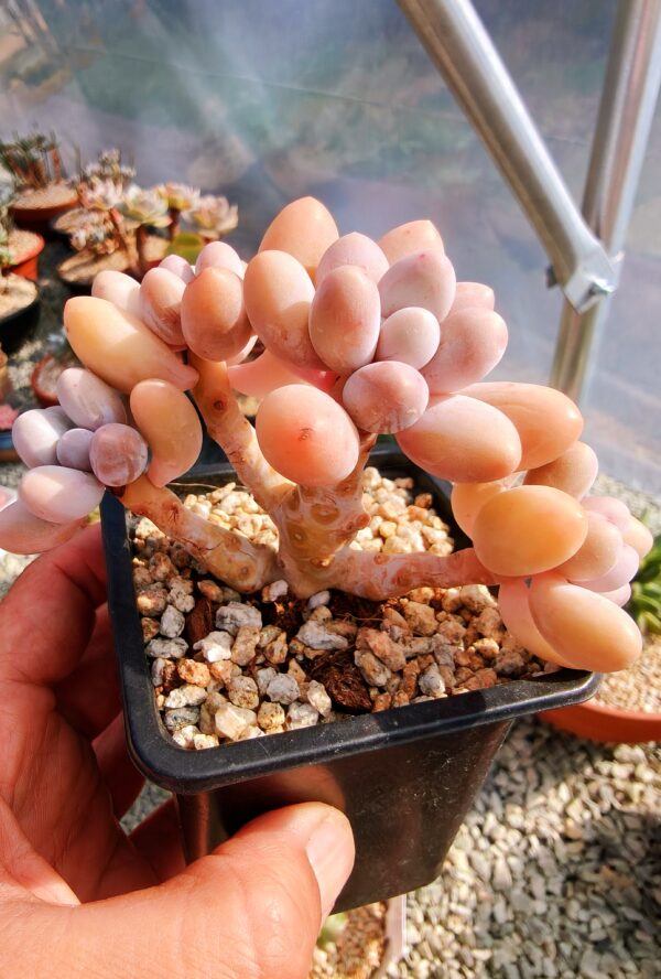 Pachyphytum Pink Lover cluster S