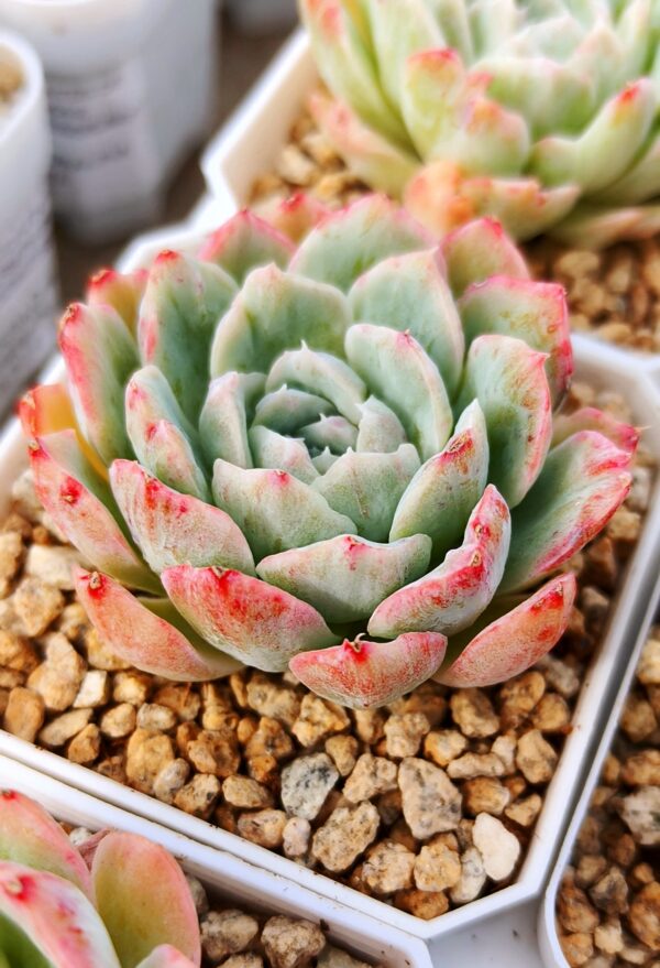 Echeveria Queen Rose variegata Monstrosus – Image 2