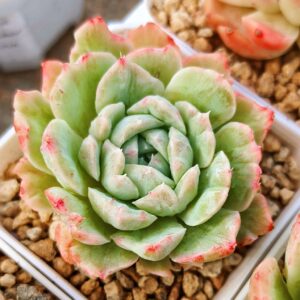 Echeveria Queen Rose variegata Monstrosus