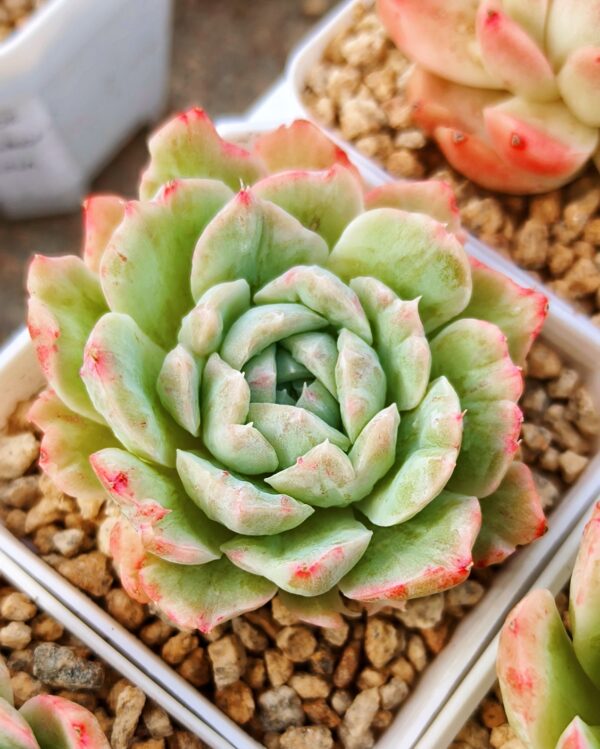 Echeveria Queen Rose variegata Monstrosus