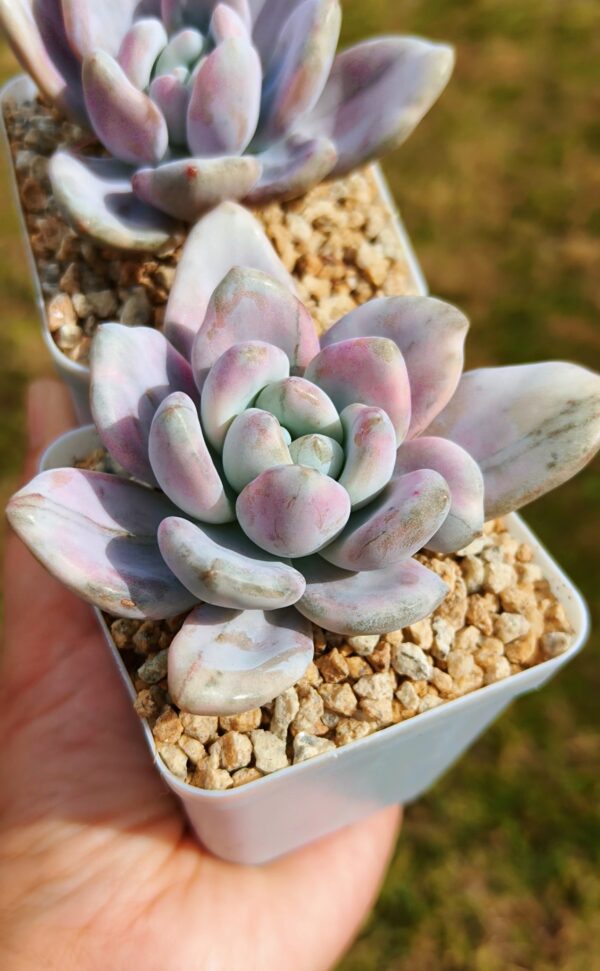 Graptoveria Opalina Silk variegata – Image 2