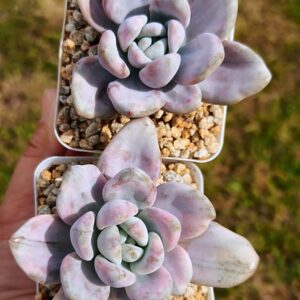 Graptoveria Opalina Silk variegata