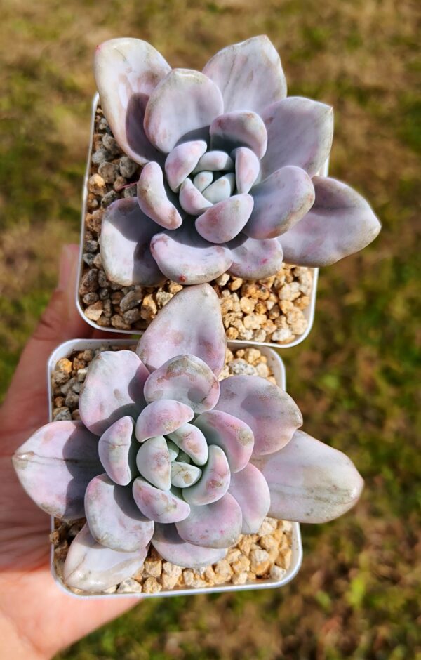 Graptoveria Opalina Silk variegata