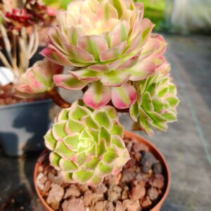 Aeonium Allure cluster