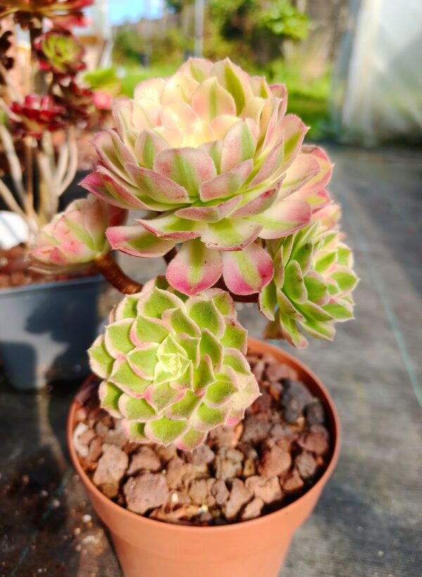 Aeonium Allure cluster