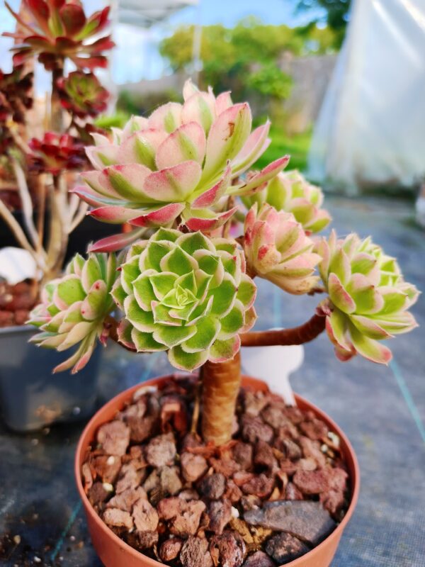 Aeonium Allure cluster – Image 2