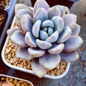 Graptoveria Opalina Silk variegata L
