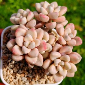 Graptosedum Ellen variegata cluster