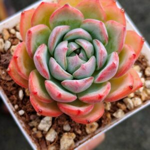 Echeveria Izumi