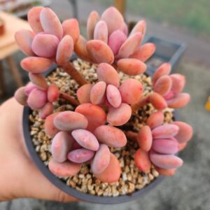 Pachyphytum Pink Bunny cluster