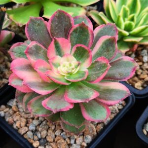 Aeonium Night Banquet / Pink Flower Devil