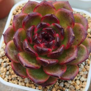 Echeveria Iceland Coffee M