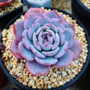Echeveria Tiffany Blue L