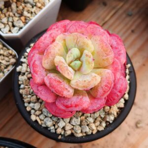 Echeveria Blushing Dream SP