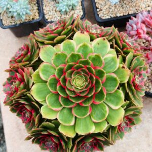 Aeonium Night Banquet / Pink Flower Devil