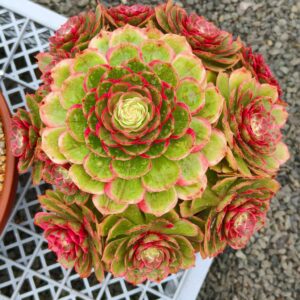 Aeonium Night Banquet / Pink Flower Devil cluster