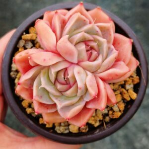 Echeveria Spring Song