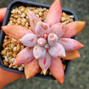 xPachyveria Gothic Lori