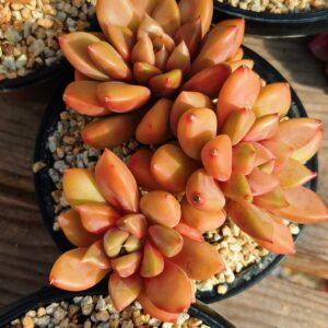 Echeveria Red Ivory Cluster B