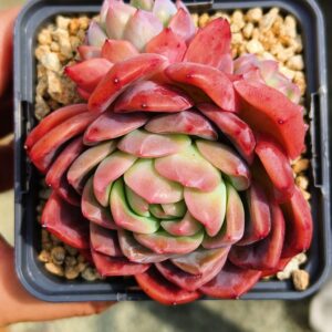 Echeveria Star Mark avec ses bébés