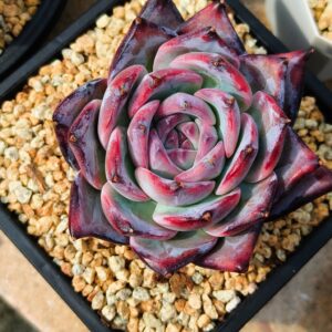 Echeveria Black Colorata
