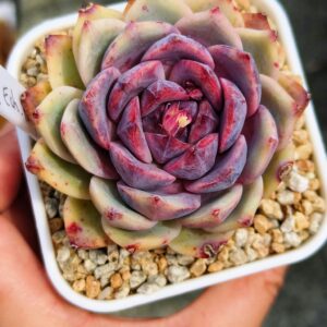 Echeveria Purple Snow