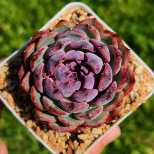 Echeveria Blue enchantress