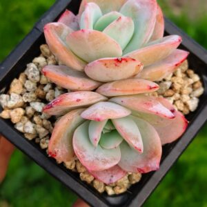 Echeveria Brinks Blue double tête