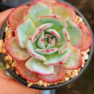 Echeveria Tiffany Blue L