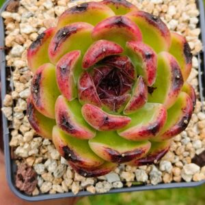 Echeveria Iceland Coffee