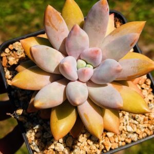 xPachyveria Gothic Lori L