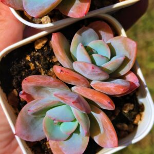 Echeveria Brinks Blue double tête