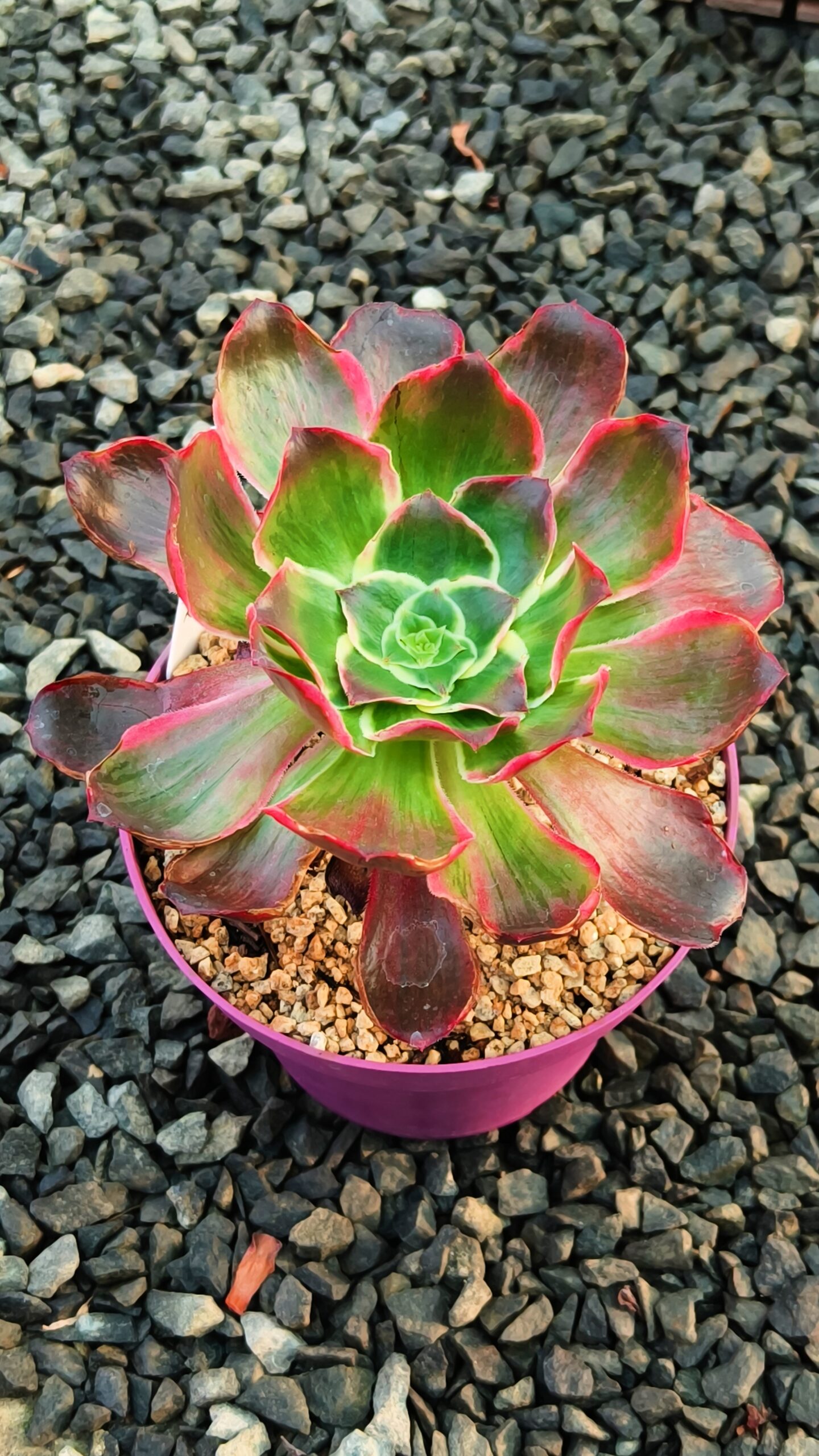 Aeonium Voodoo Devil Eyes – Image 2