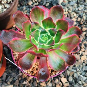 Aeonium Voodoo Devil Eyes
