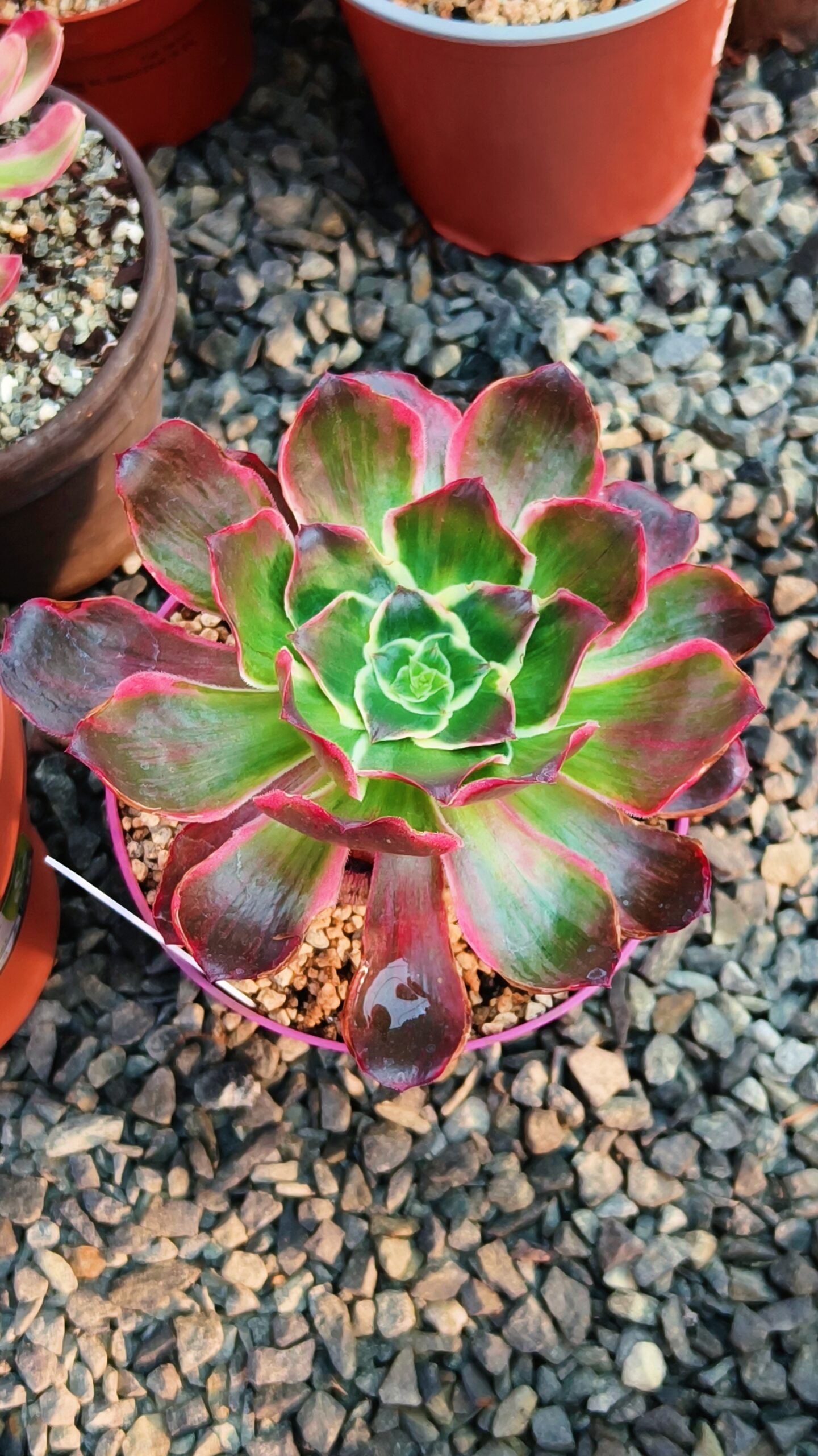 Aeonium Voodoo Devil Eyes