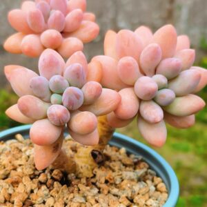 Pachyphytum Pink Lover cluster S
