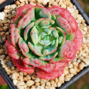 Echeveria Blushing Dream SP
