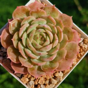 Echeveria' Crystal Onslow'
