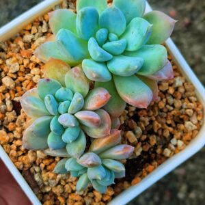 Pachyphytum Bodhi Seeds cluster