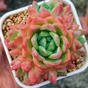 Echeveria Star Mark cluster