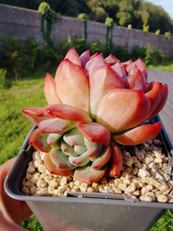 Echeveria Star Mark avec ses bébés – Image 2