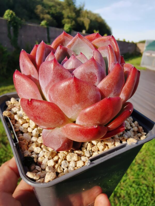 Echeveria Star Mark avec ses bébés – Image 3
