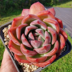 Echeveria Star Mark avec ses bébés