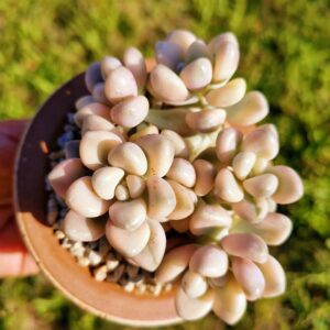 Graptosedum Ellen variegata cluster