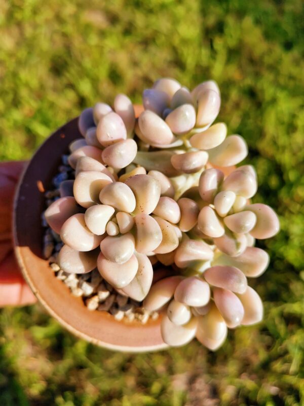 Graptosedum Ellen variegata cluster