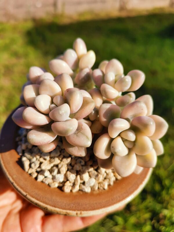 Graptosedum Ellen variegata cluster – Image 2
