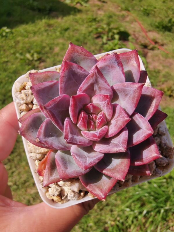 Echeveria Provence – Image 2